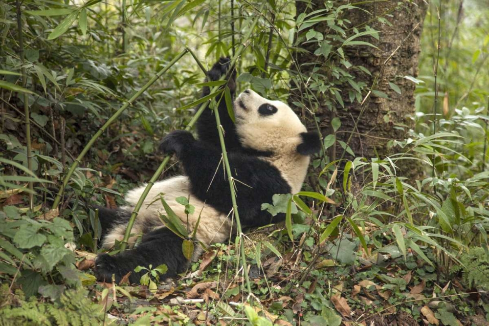 China, Chengdu Young giant panda eating